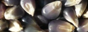 blue corn