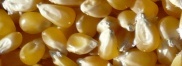 yellow corn